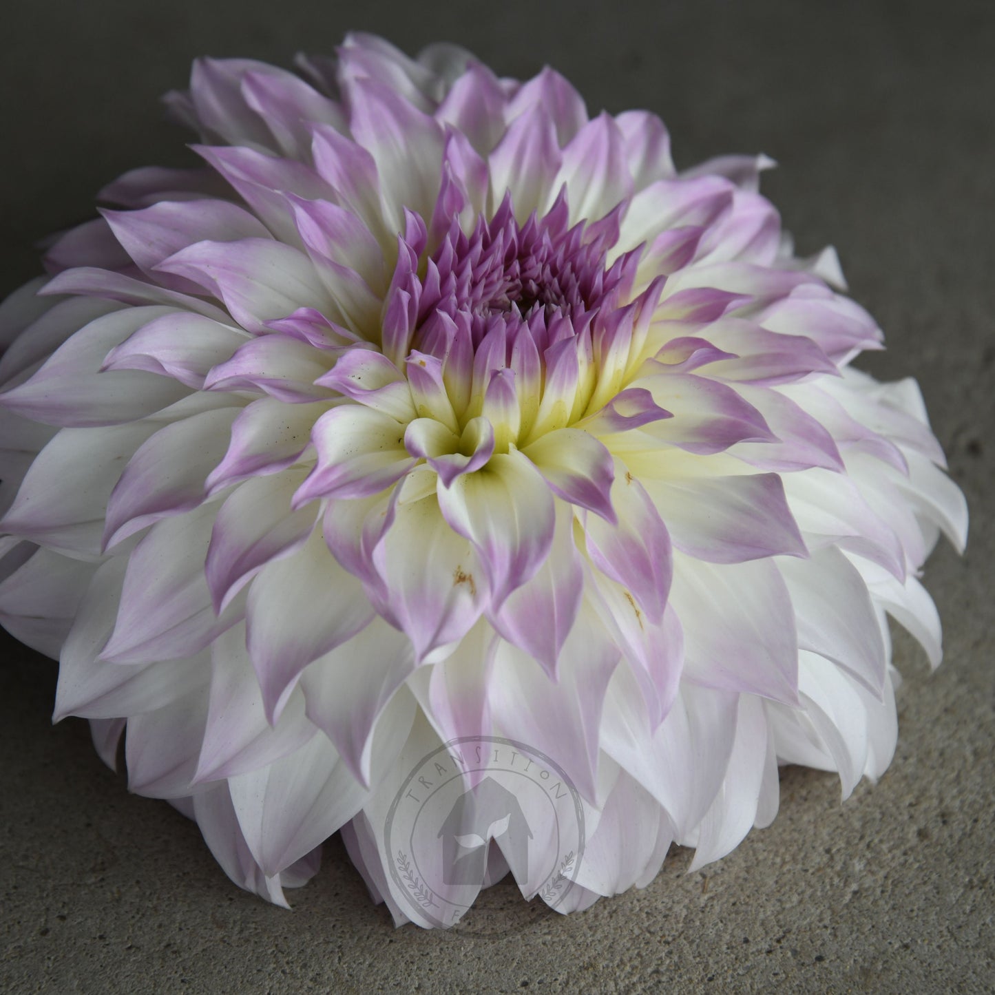 Dahlia 'Anne's Delight'