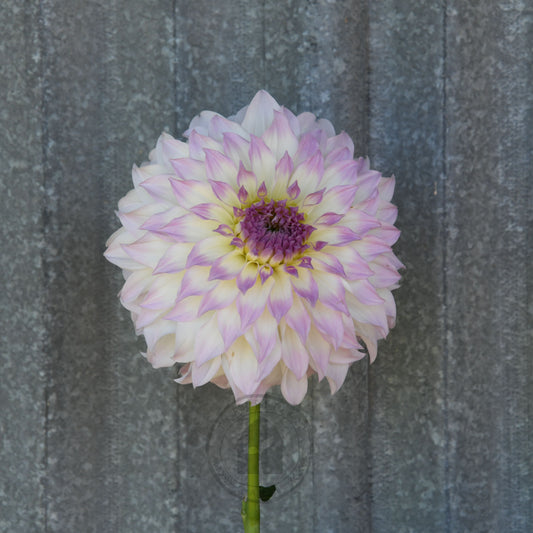 Dahlia 'Anne's Delight'