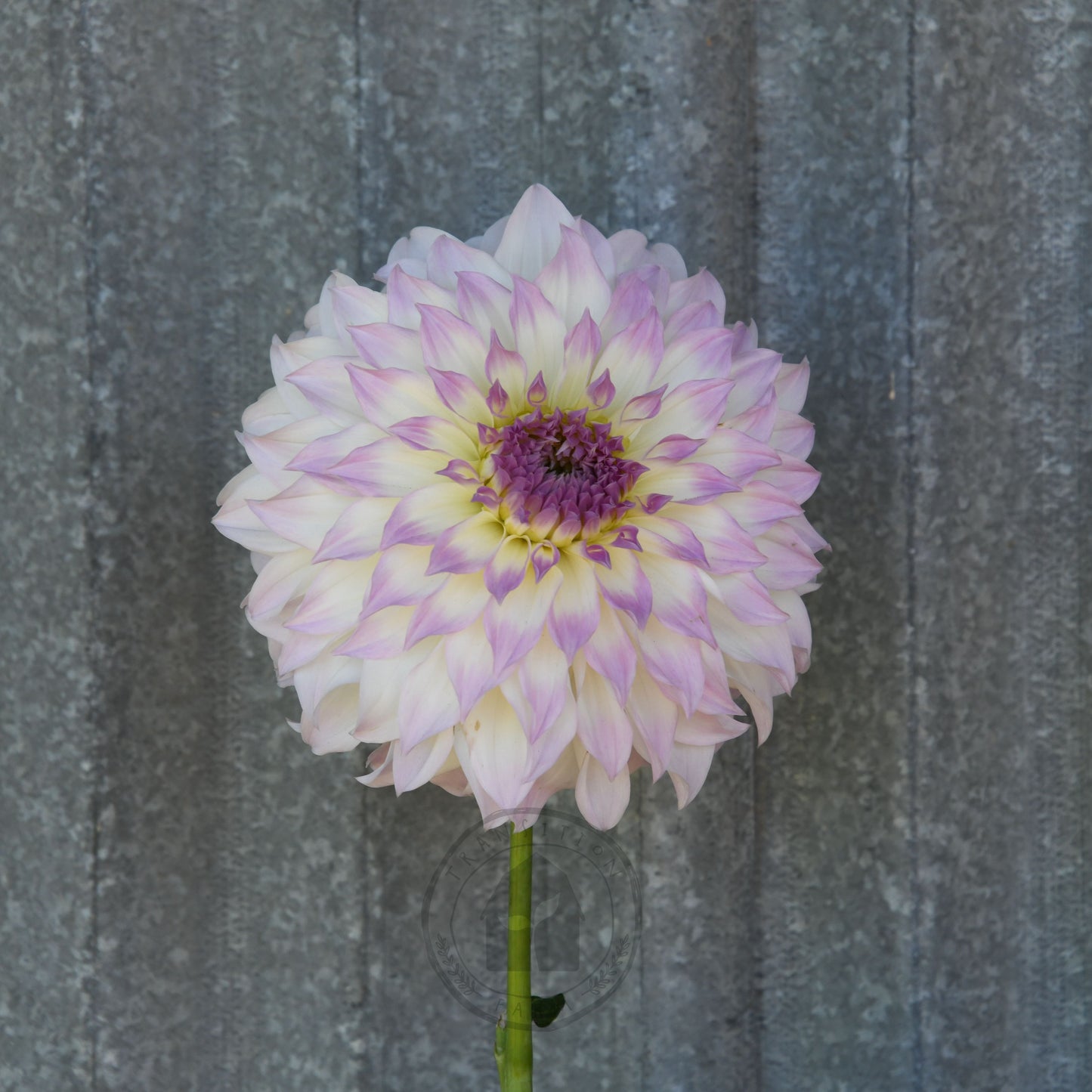 Dahlia 'Anne's Delight'