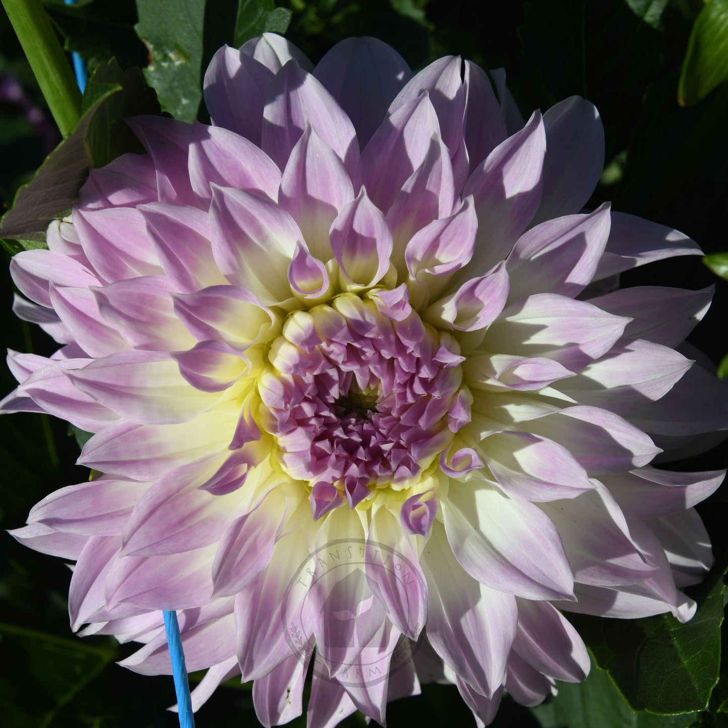 Dahlia 'Anne's Delight'