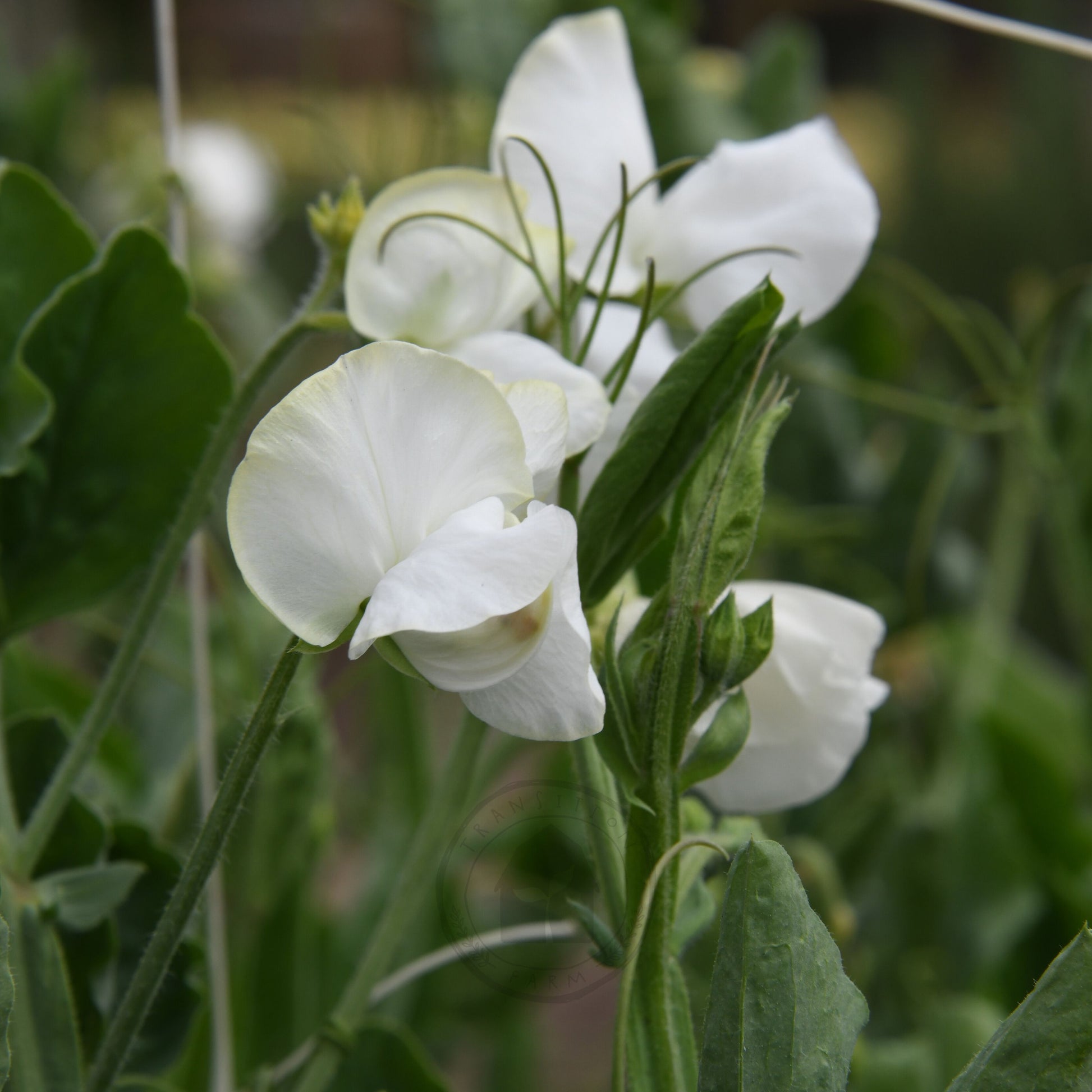 White flowers with green leaves on a blurred natural background