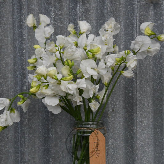 Sweet Pea 'Aphrodite'