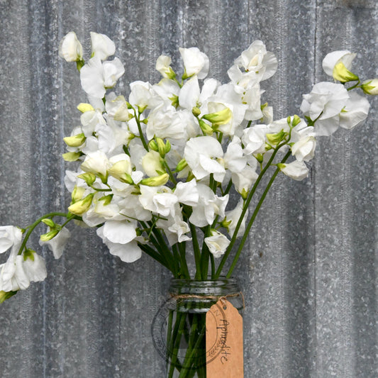 Sweet Pea 'Aphrodite'