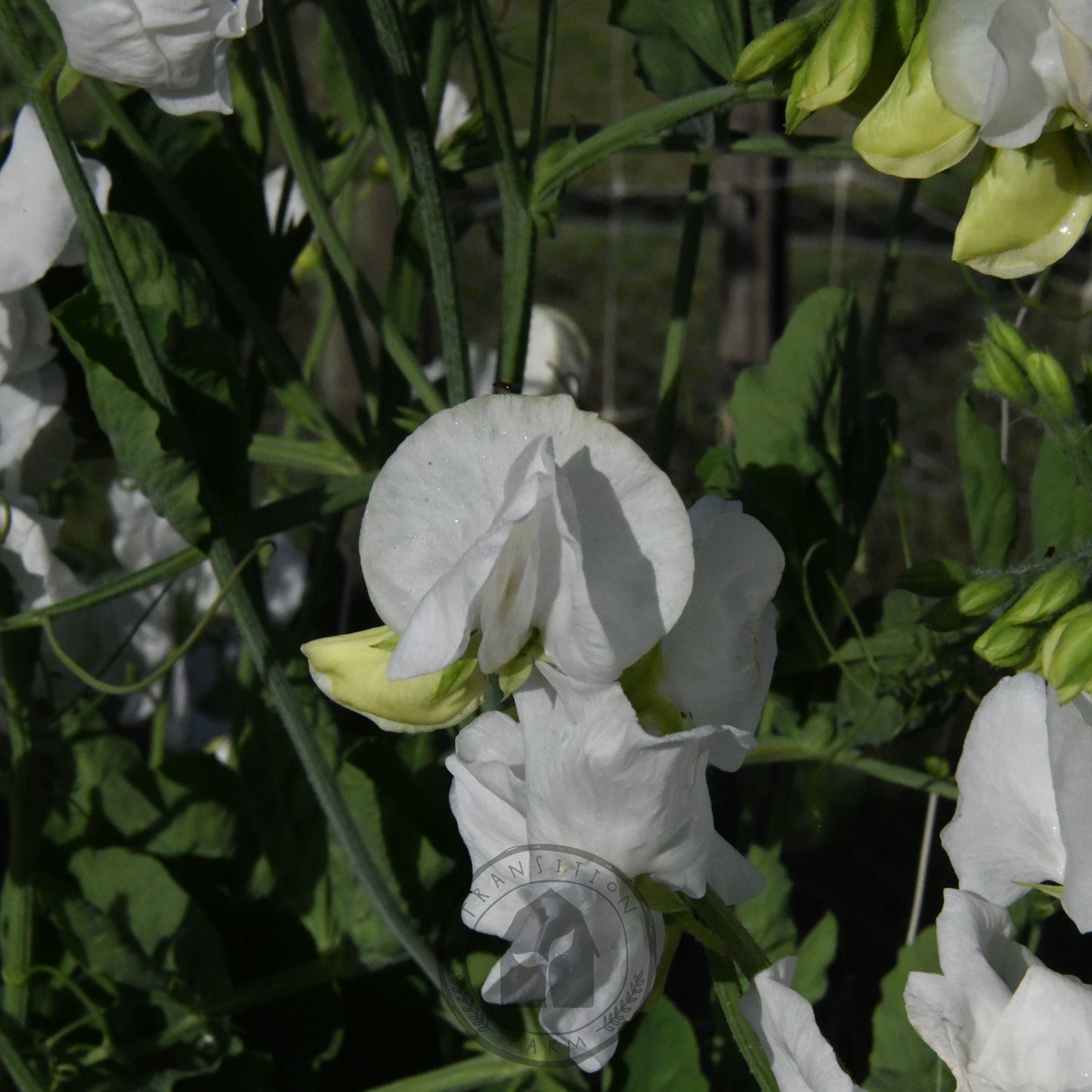Sweet Pea 'Aphrodite'