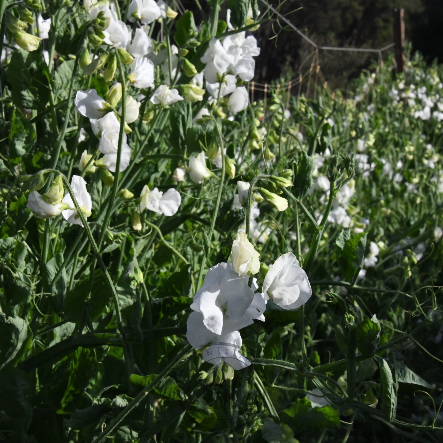 Sweet Pea 'Aphrodite'