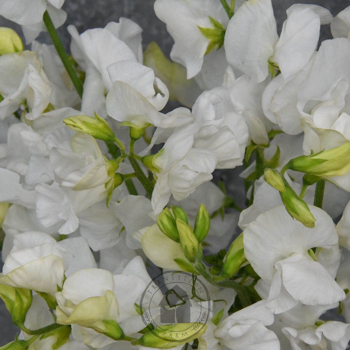 Sweet Pea 'Aphrodite'