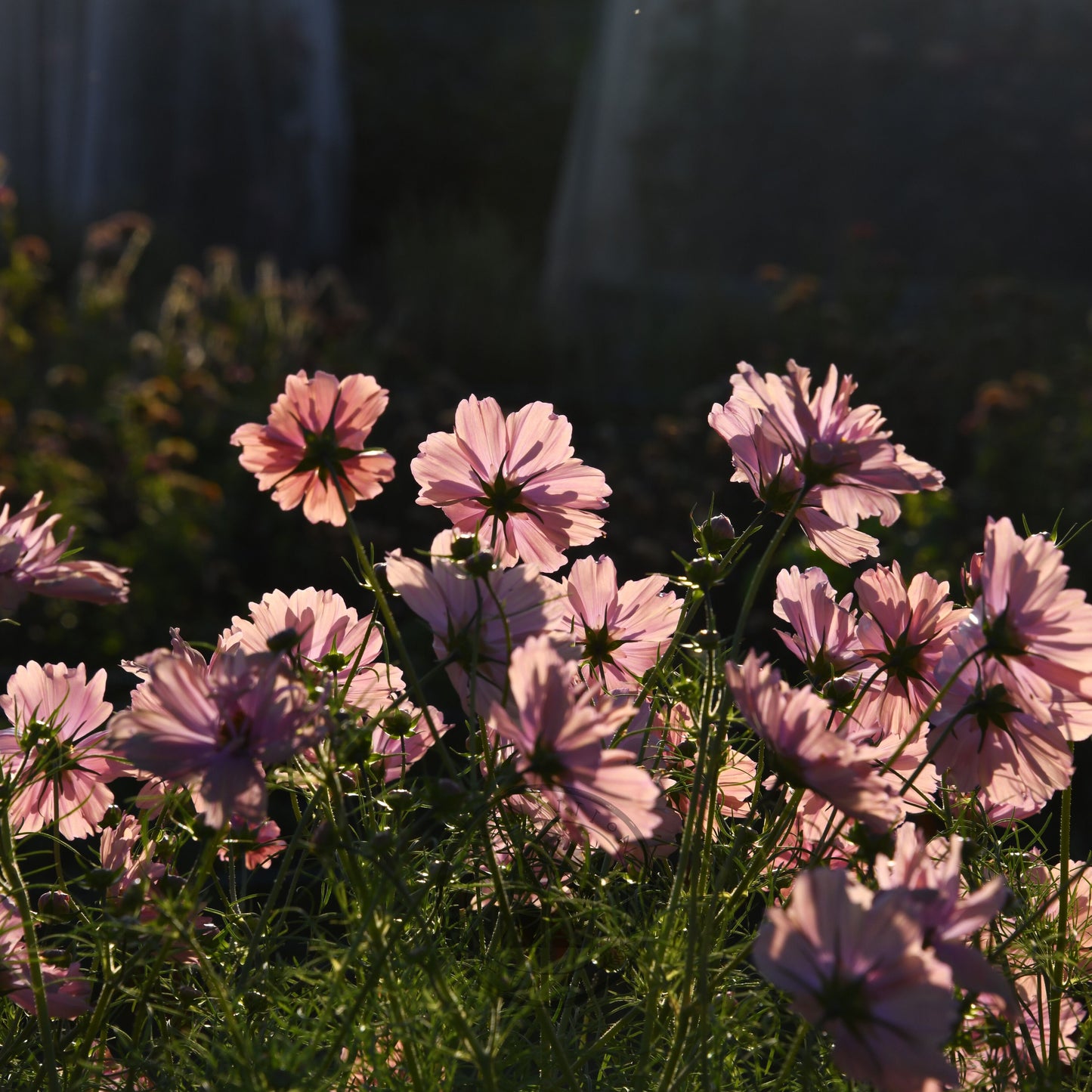 Pink flowers with a blurred background