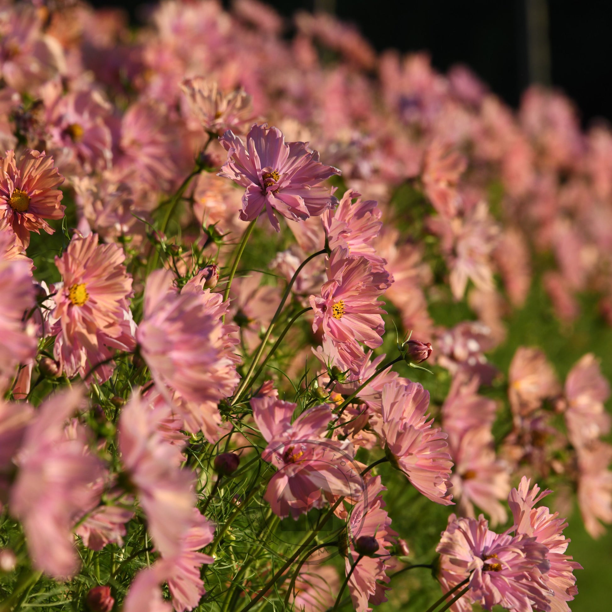 Pink flowers with a blurred background
