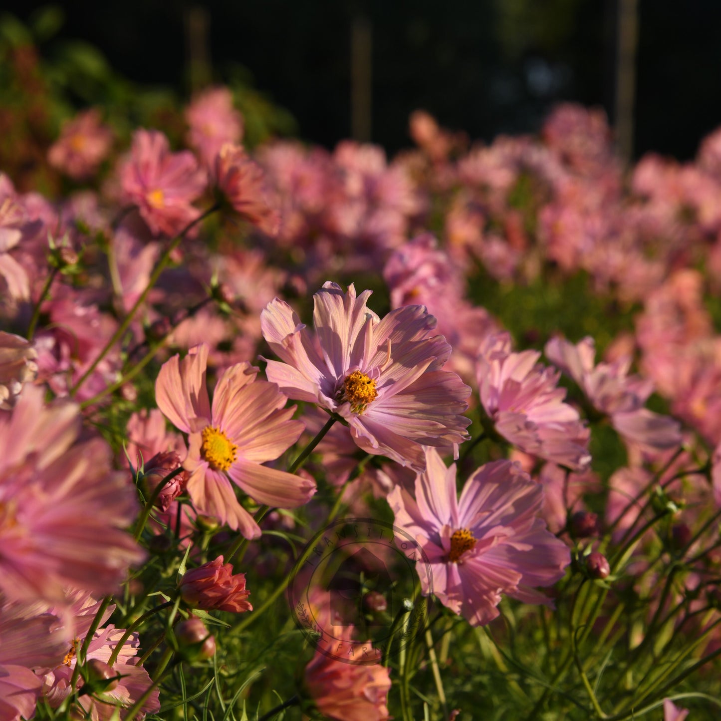 Pink flowers in a field with a blurred background