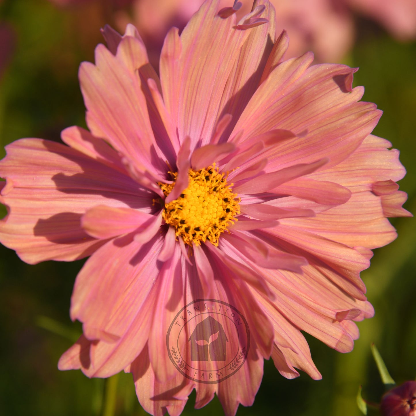 Close-up of a pink flower with a blurred green background