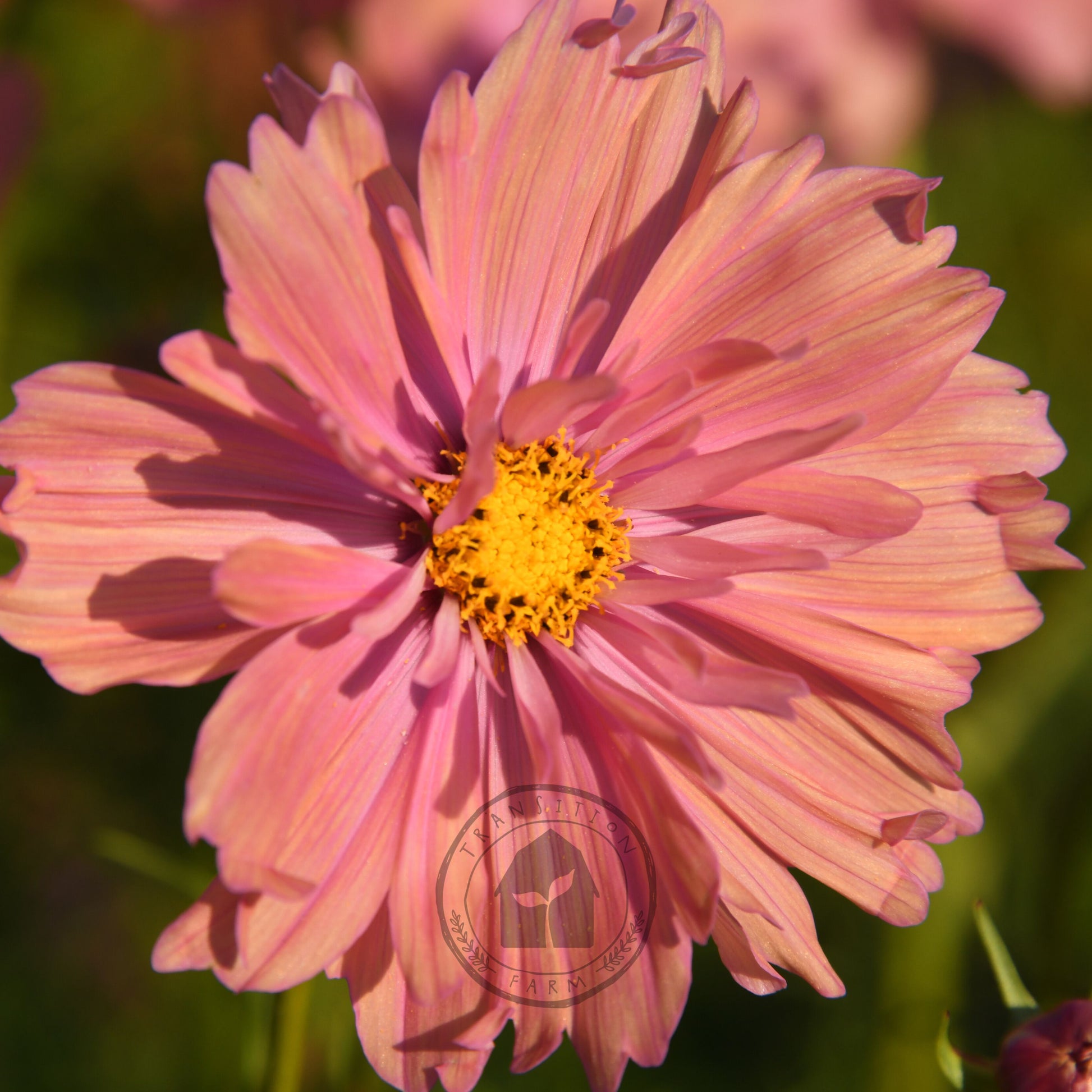 Close-up of a pink flower with a blurred green background