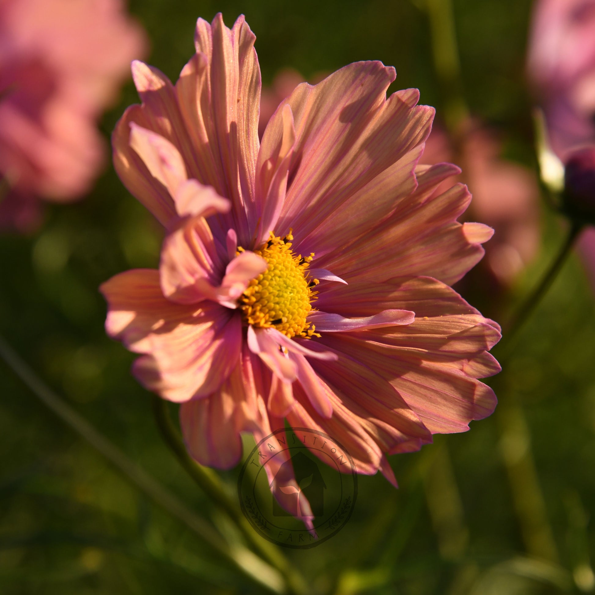 Close-up of a pink flower with a blurred background