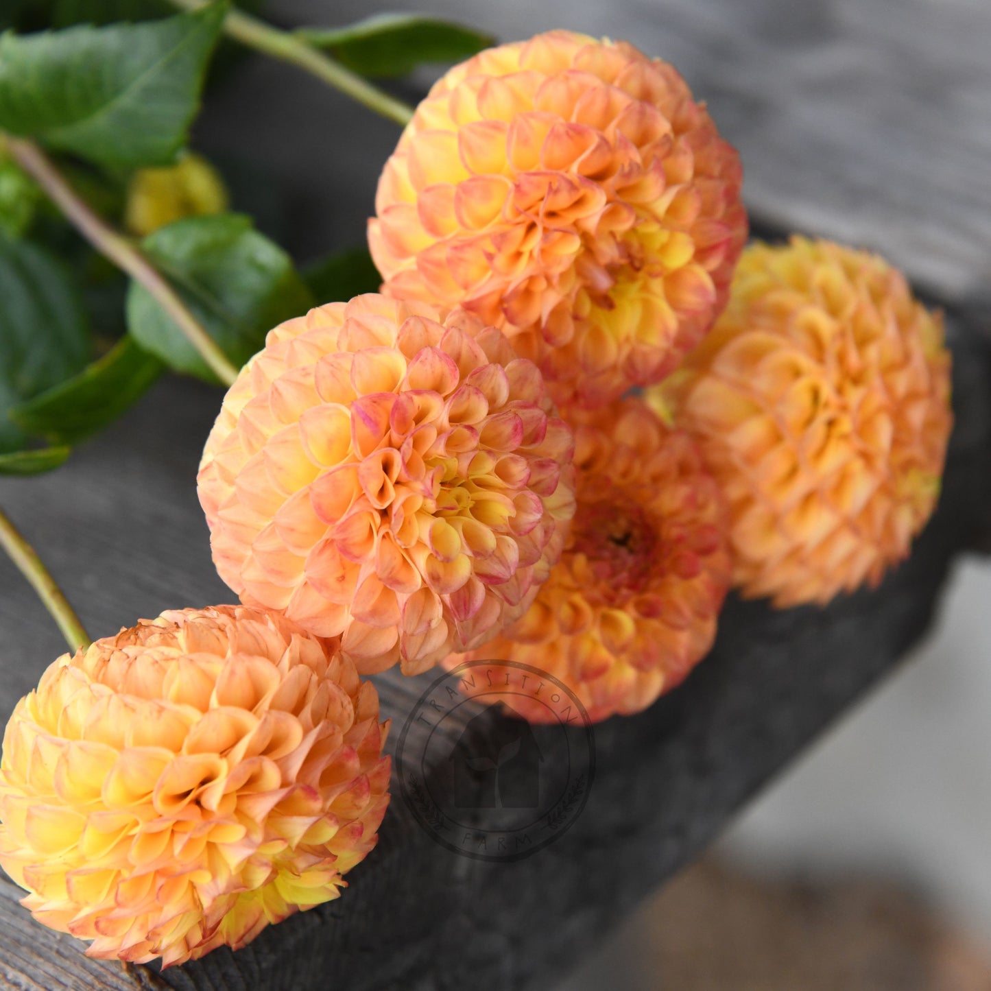 Dahlia 'Apricot Willow'