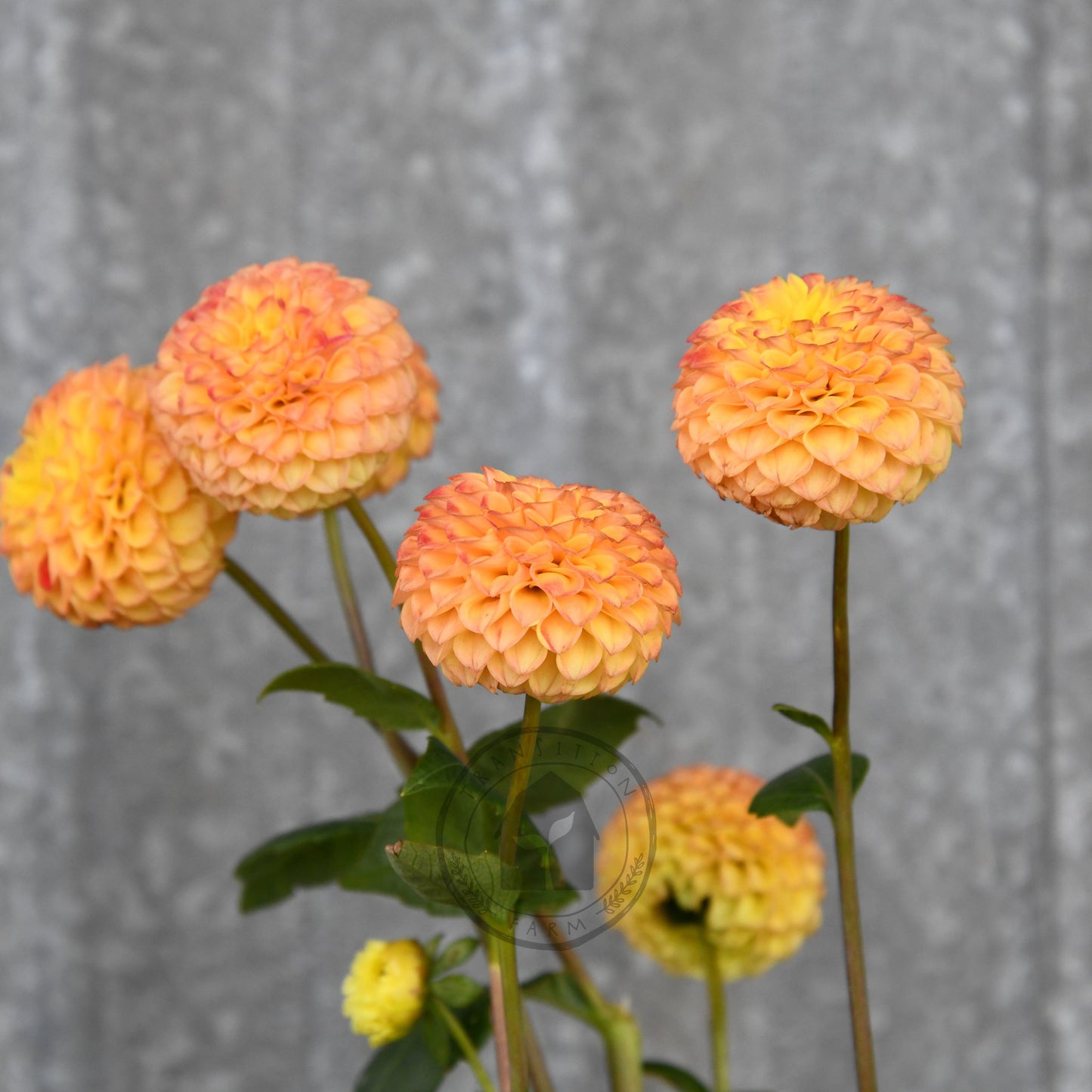Dahlia 'Apricot Willow'