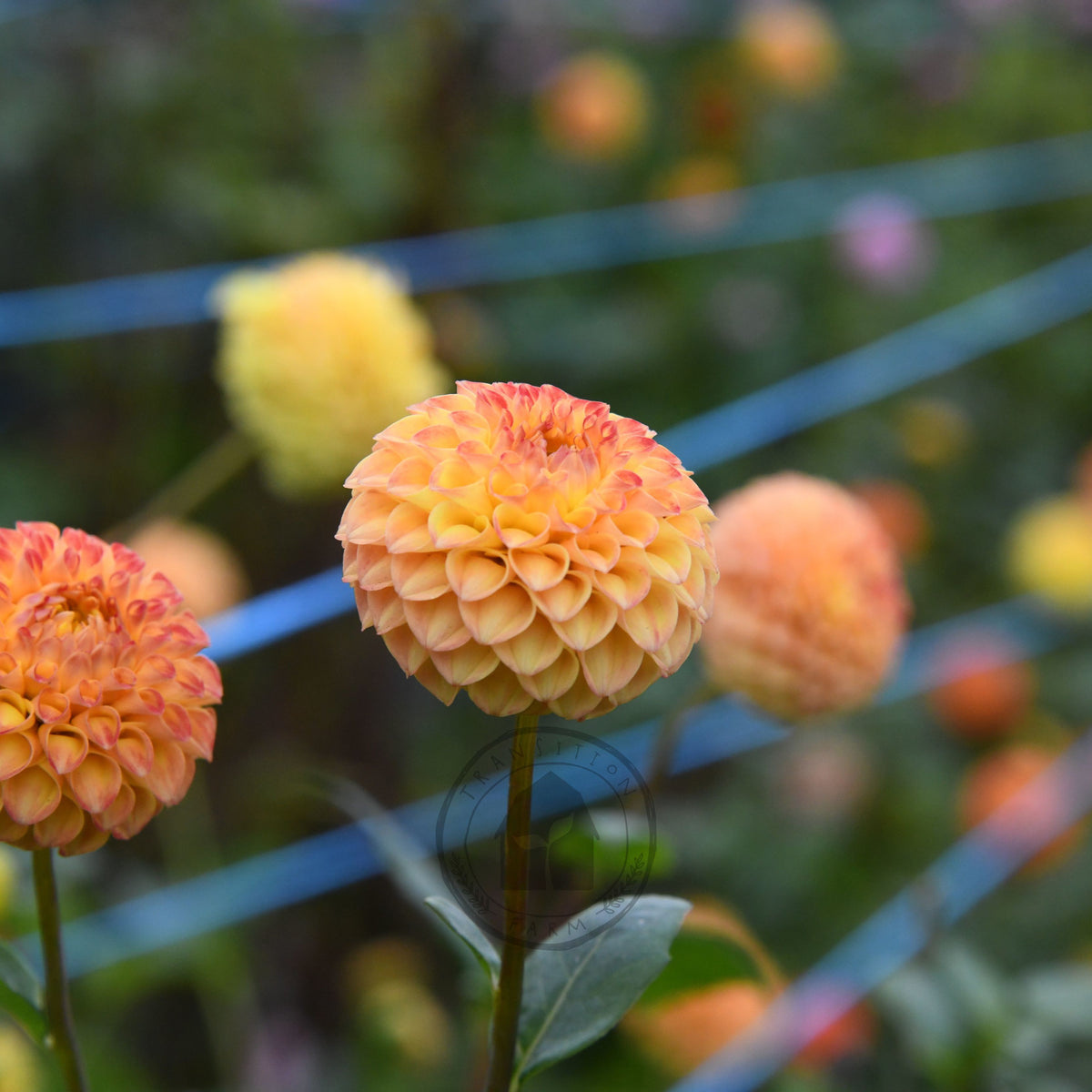 Dahlia 'Apricot Willow'