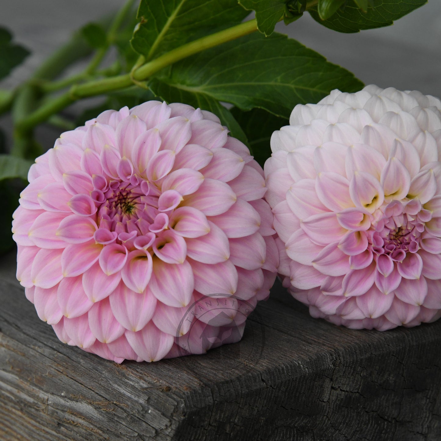 Dahlia 'Araleun Leatrice'