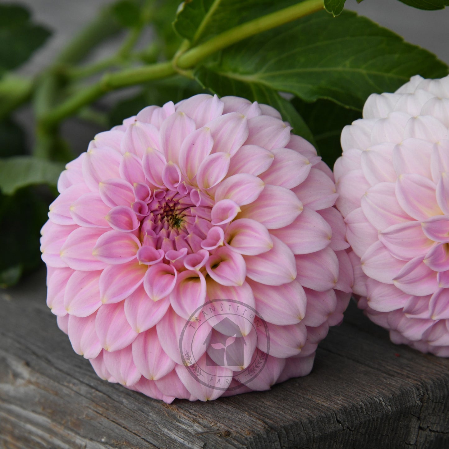 Dahlia 'Araleun Leatrice'