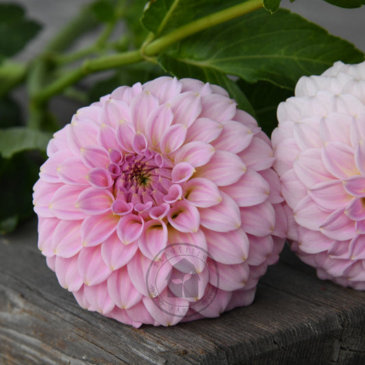 Dahlia 'Araluen Leatrice'