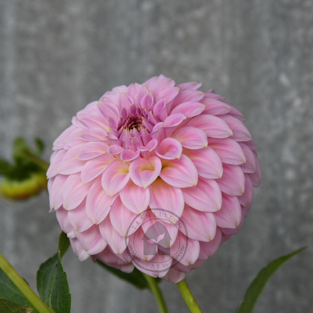 Dahlia 'Araleun Leatrice'