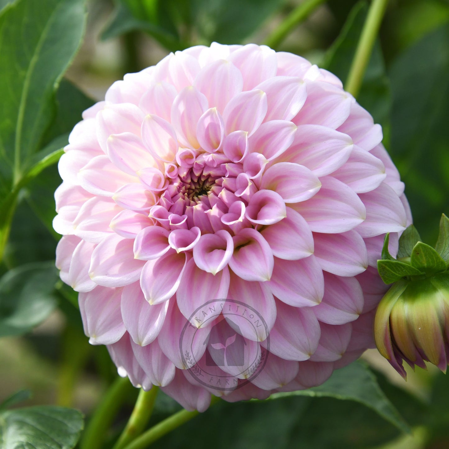 Dahlia 'Araleun Leatrice'