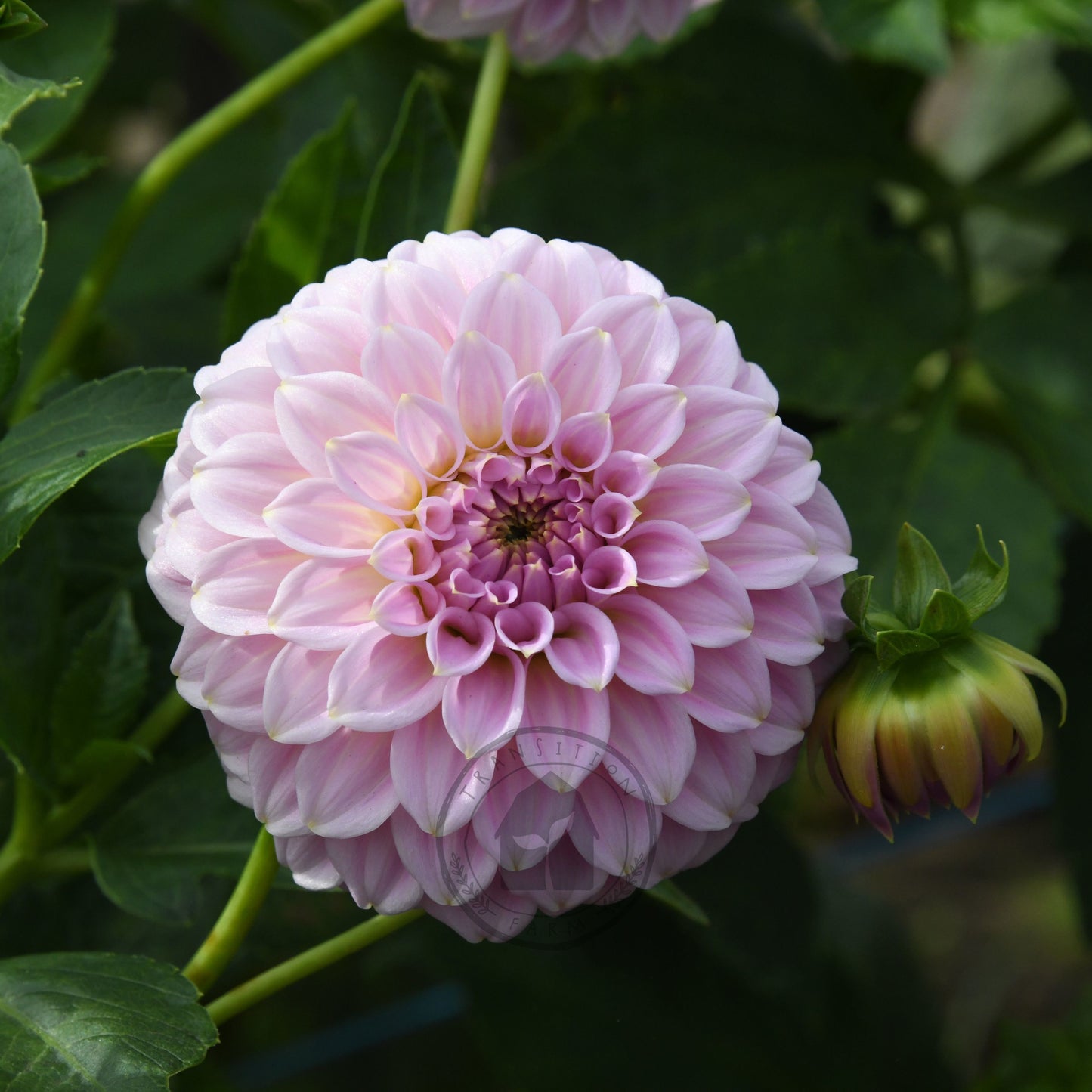Dahlia 'Araleun Leatrice'
