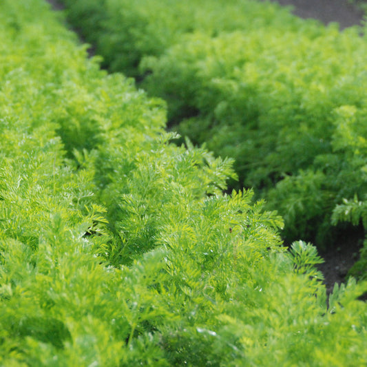 Carrot 'Little Finger'