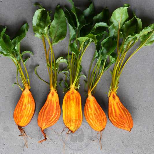 Beetroot 'Badger Flame'