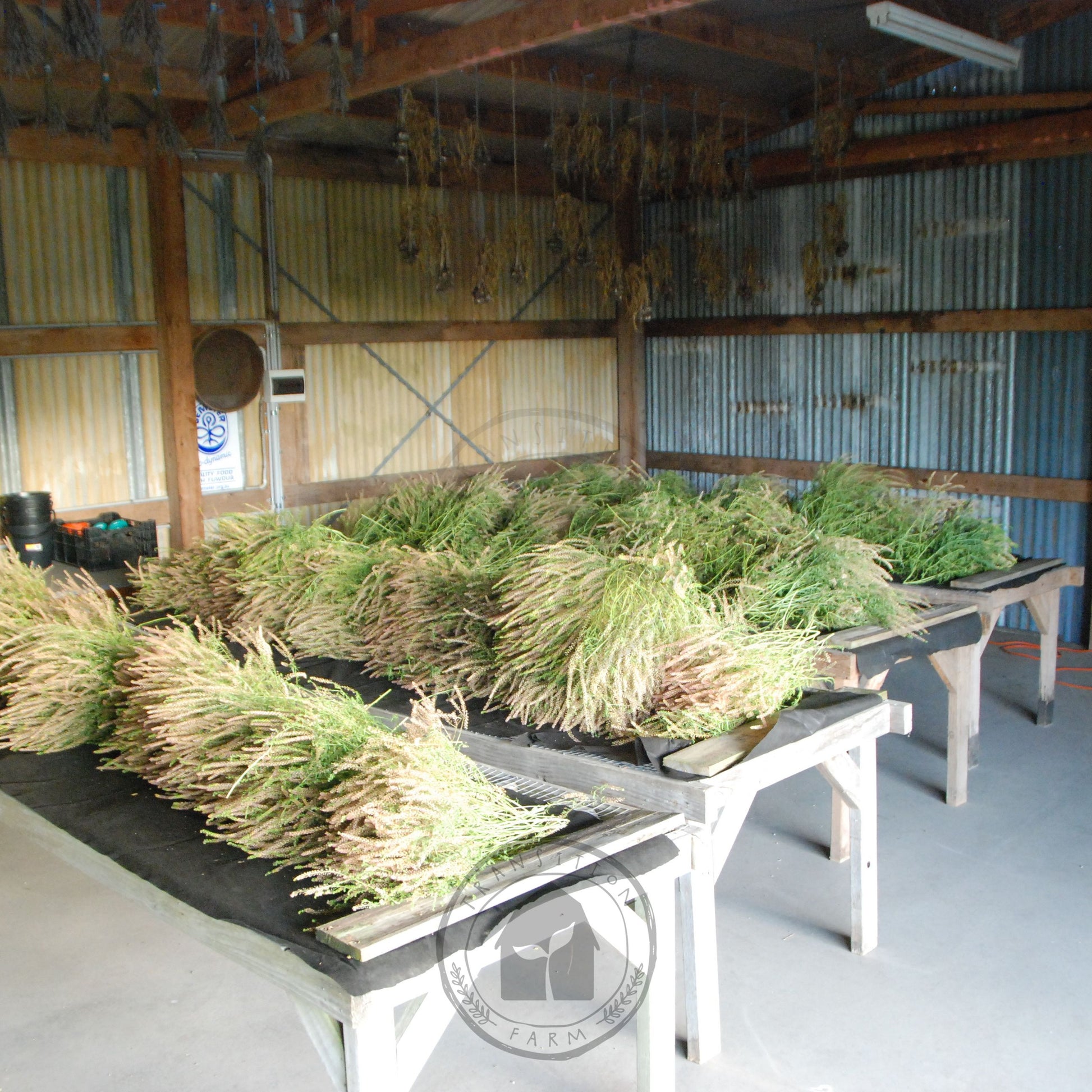 Bundles of green plants on tables inside a barn-like structure.
