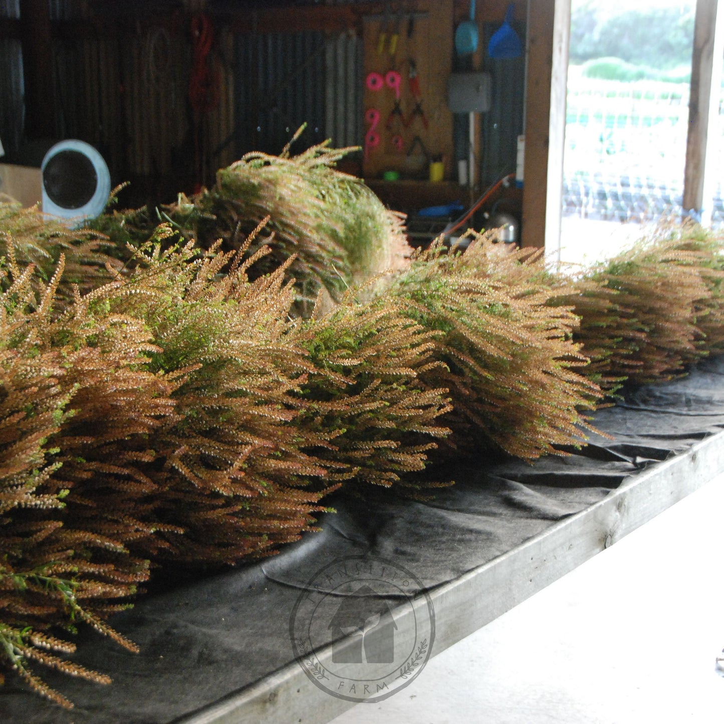 Bundles of dried plants on a conveyor belt in a warehouse setting