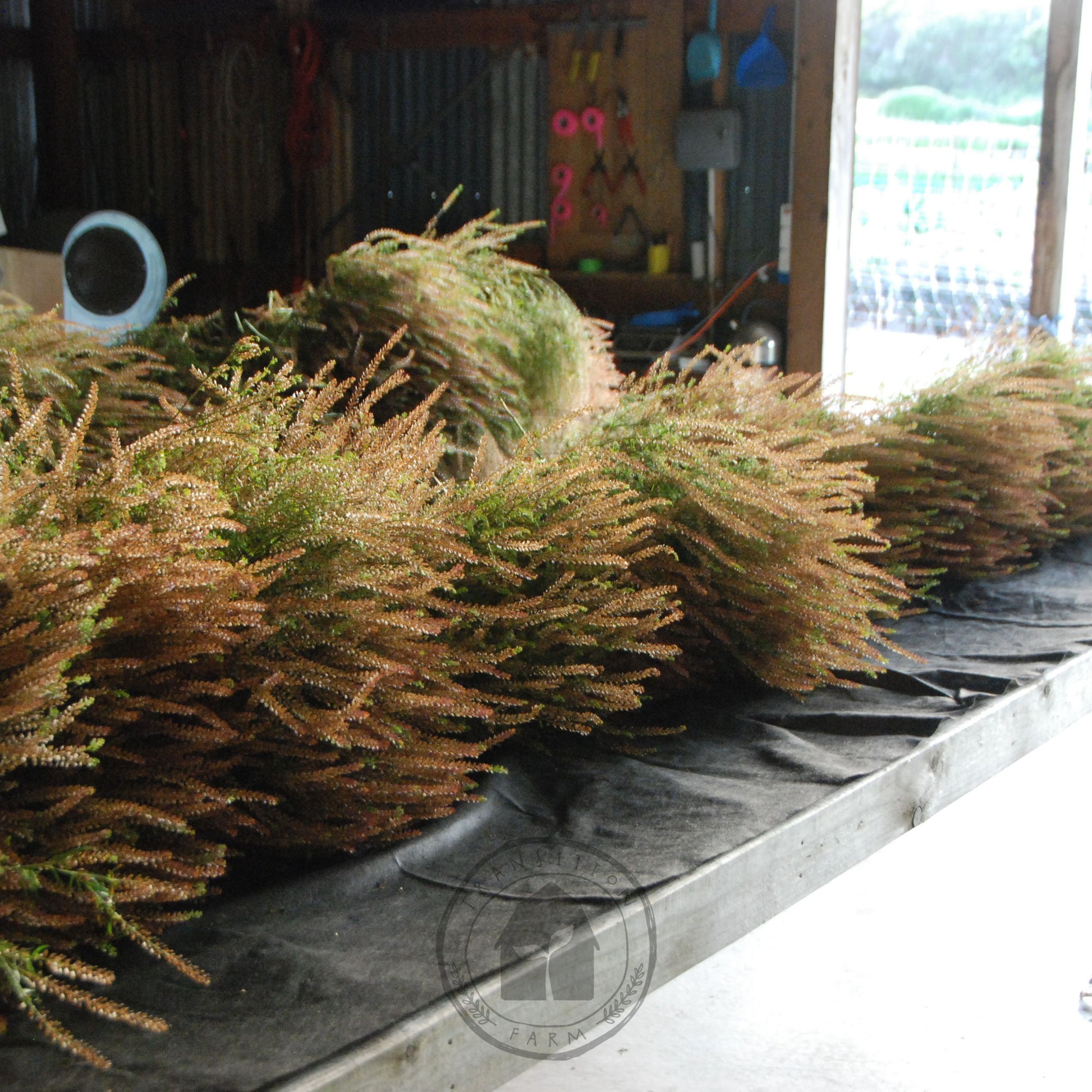 Bundles of dried plants on a conveyor belt in a warehouse setting