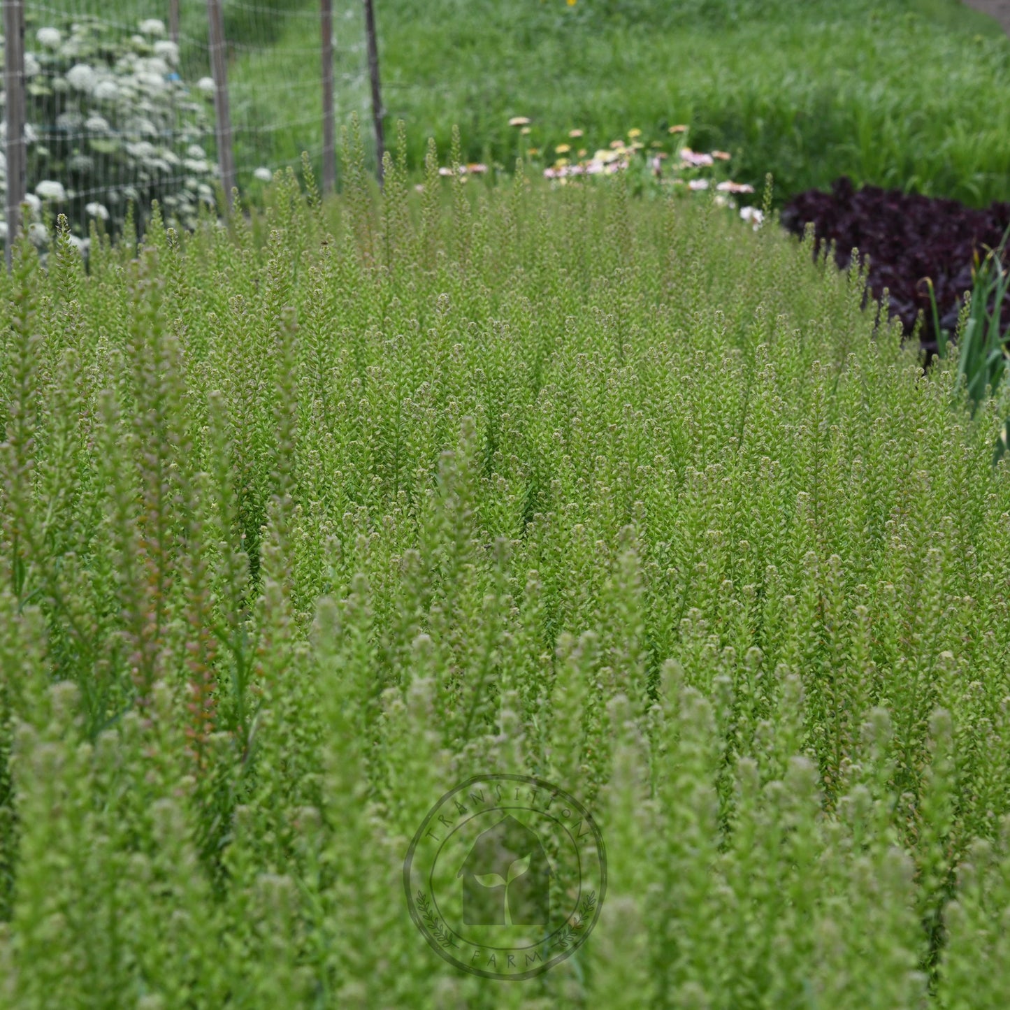 Row of green plants in a garden setting with a blurred background