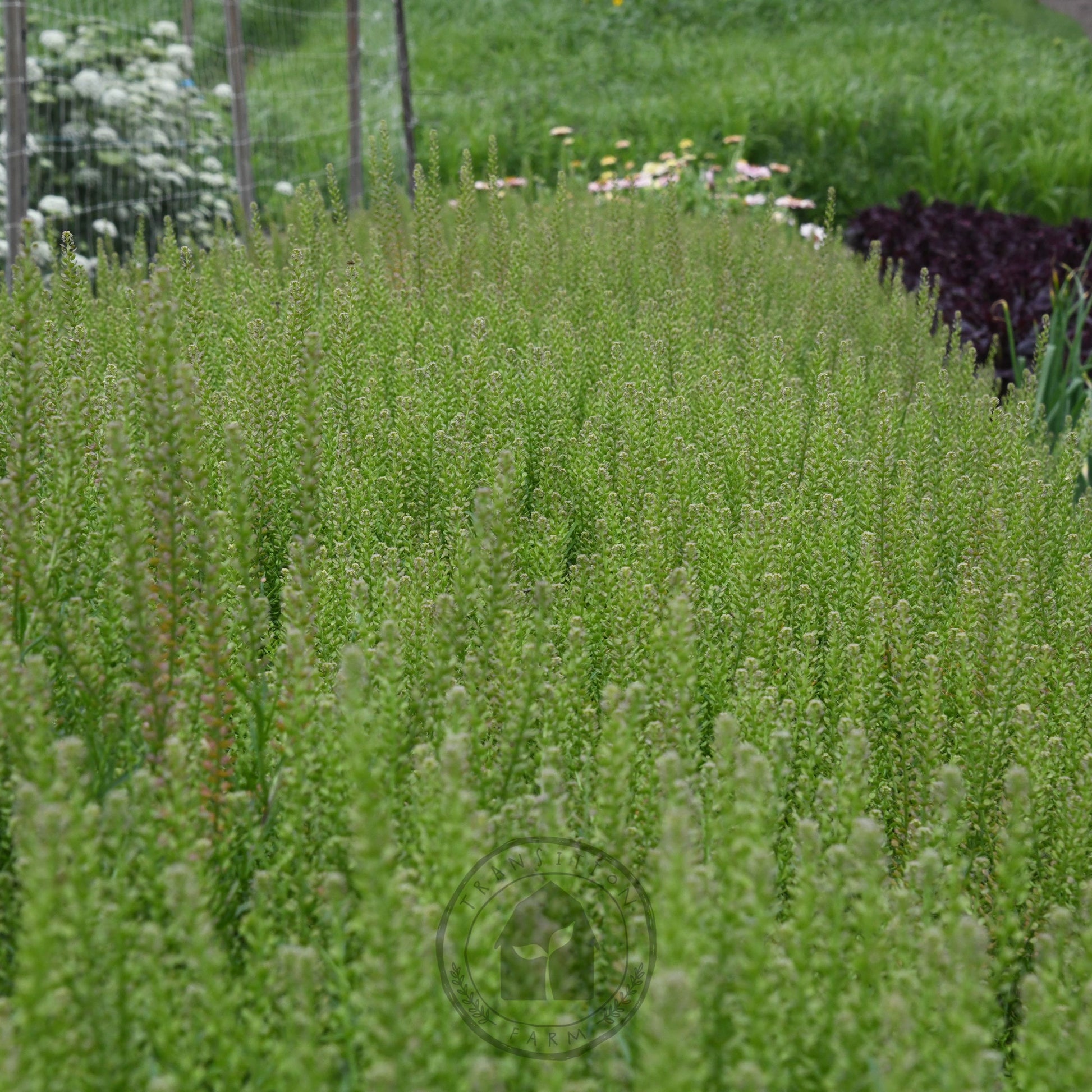 Row of green plants in a garden setting with a blurred background