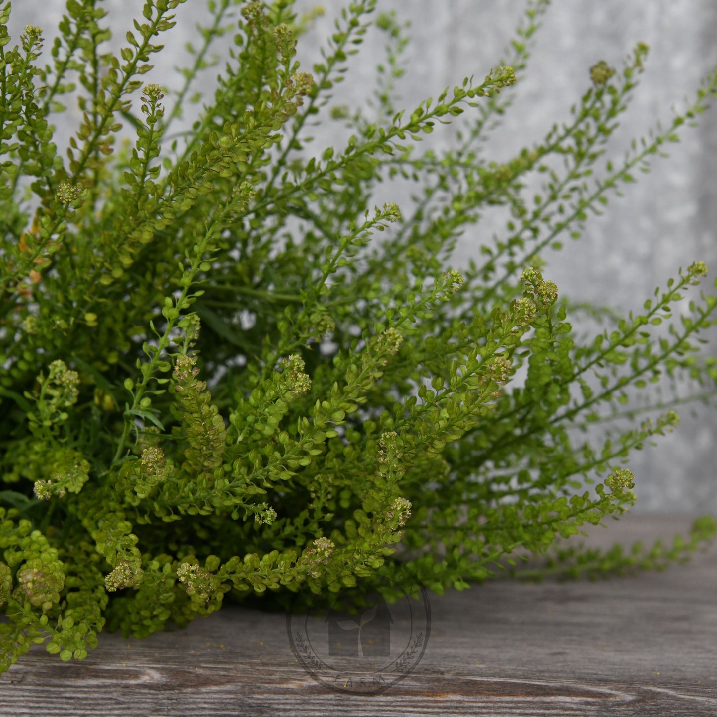 Green fern plant on a wooden surface with a neutral background