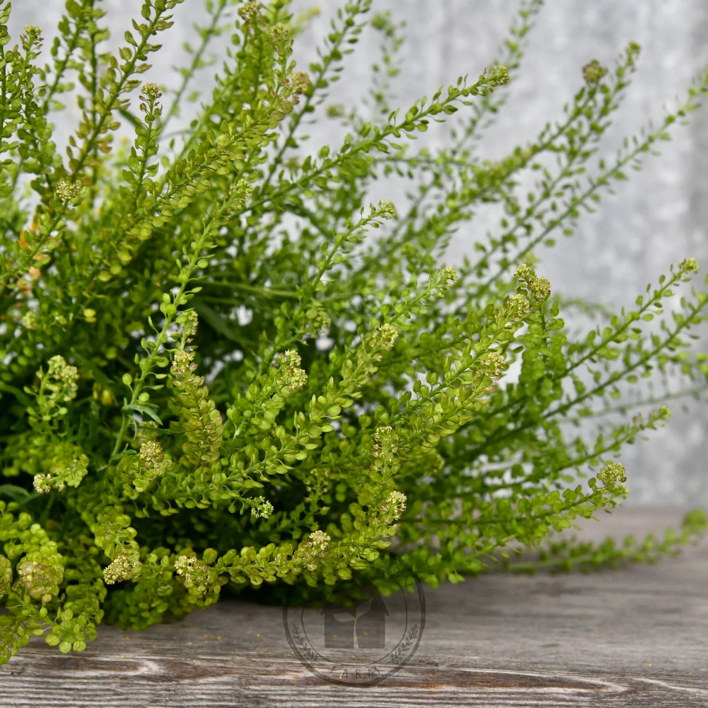 Cress 'Beaded Cress'