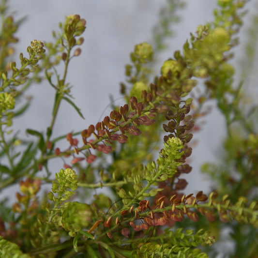 Close-up of green and brown plants with a blurred background