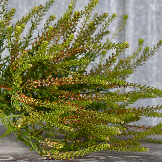 Cress 'Beaded Cress'