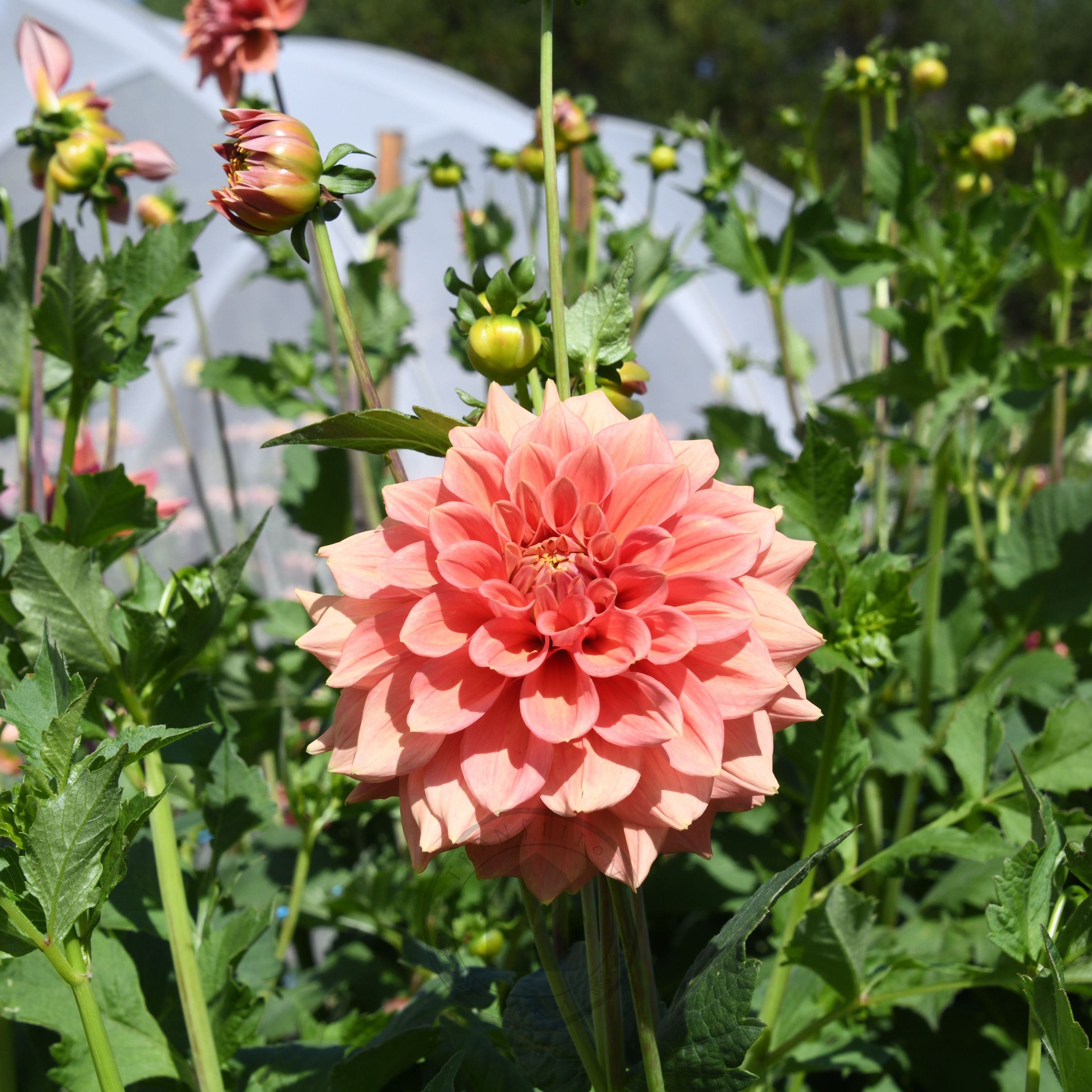 Dahlia 'Romahoney Ross' Certified Demeter Bio-Dynamic / Organic