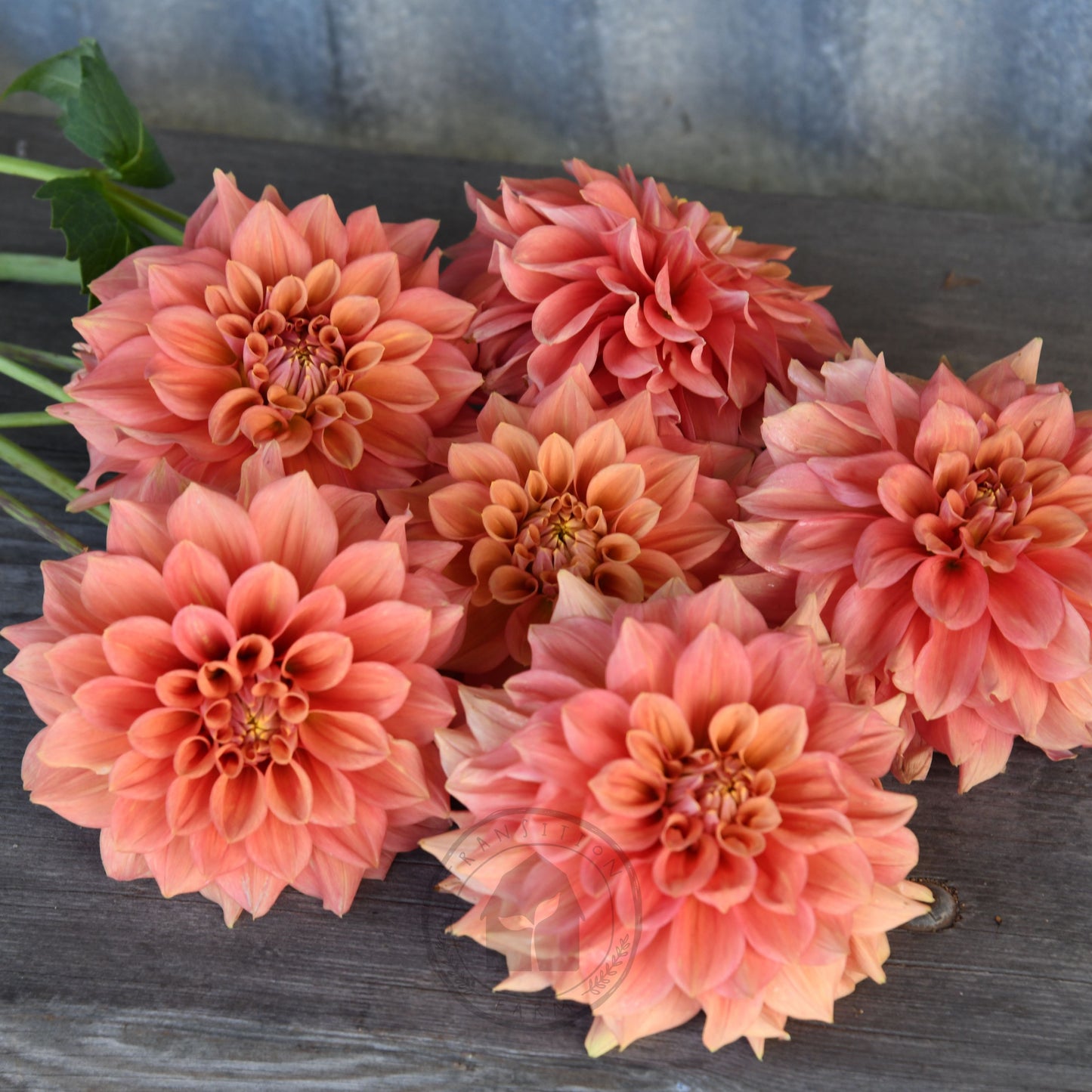 Dahlia 'Romahoney Ross'