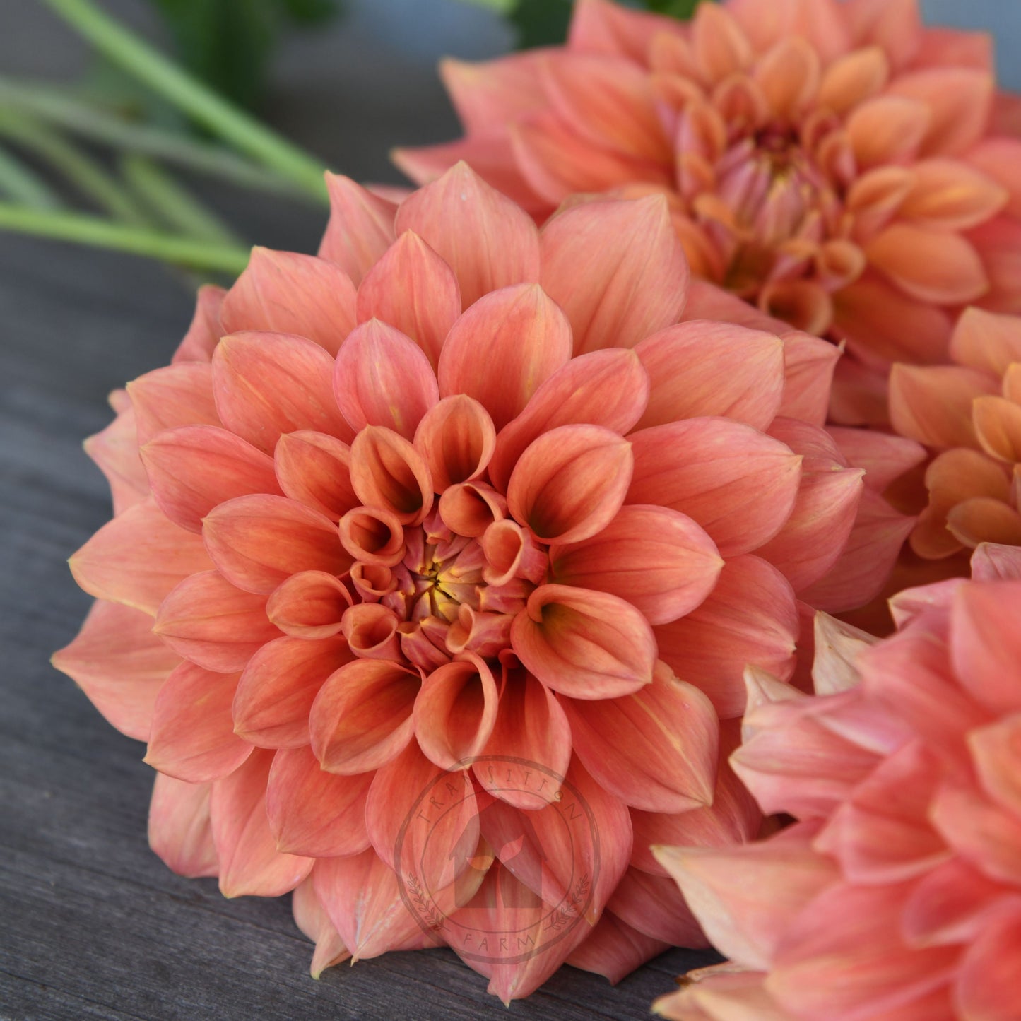 Dahlia 'Romahoney Ross'