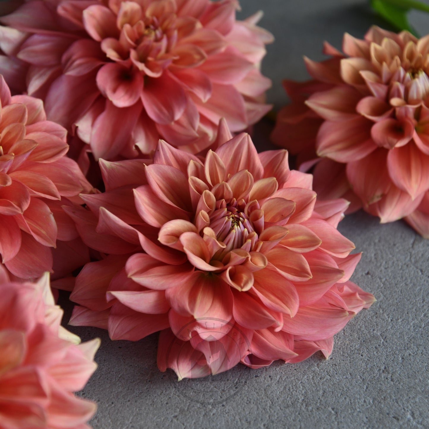 Dahlia 'Romahoney Ross'