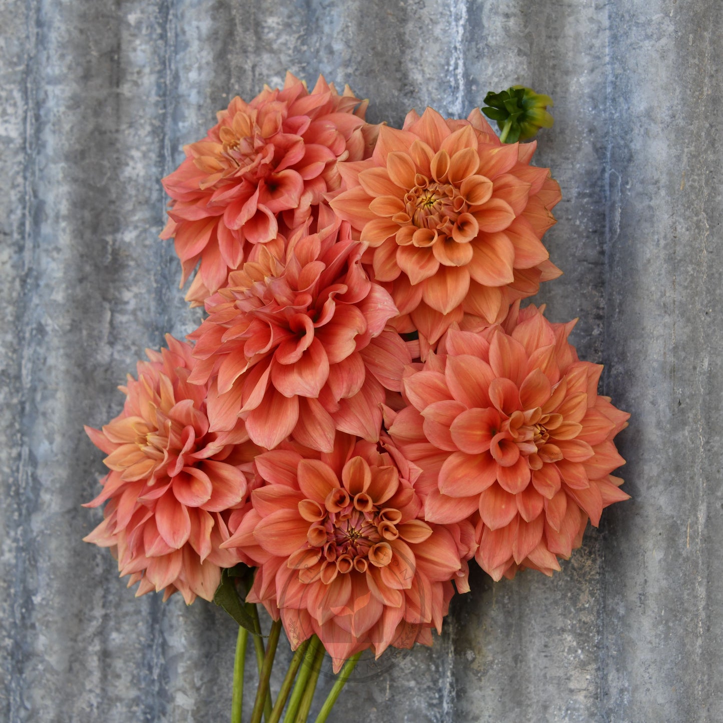 Dahlia 'Romahoney Ross'