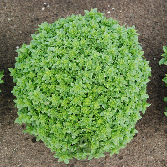 Basil 'Belluccia'