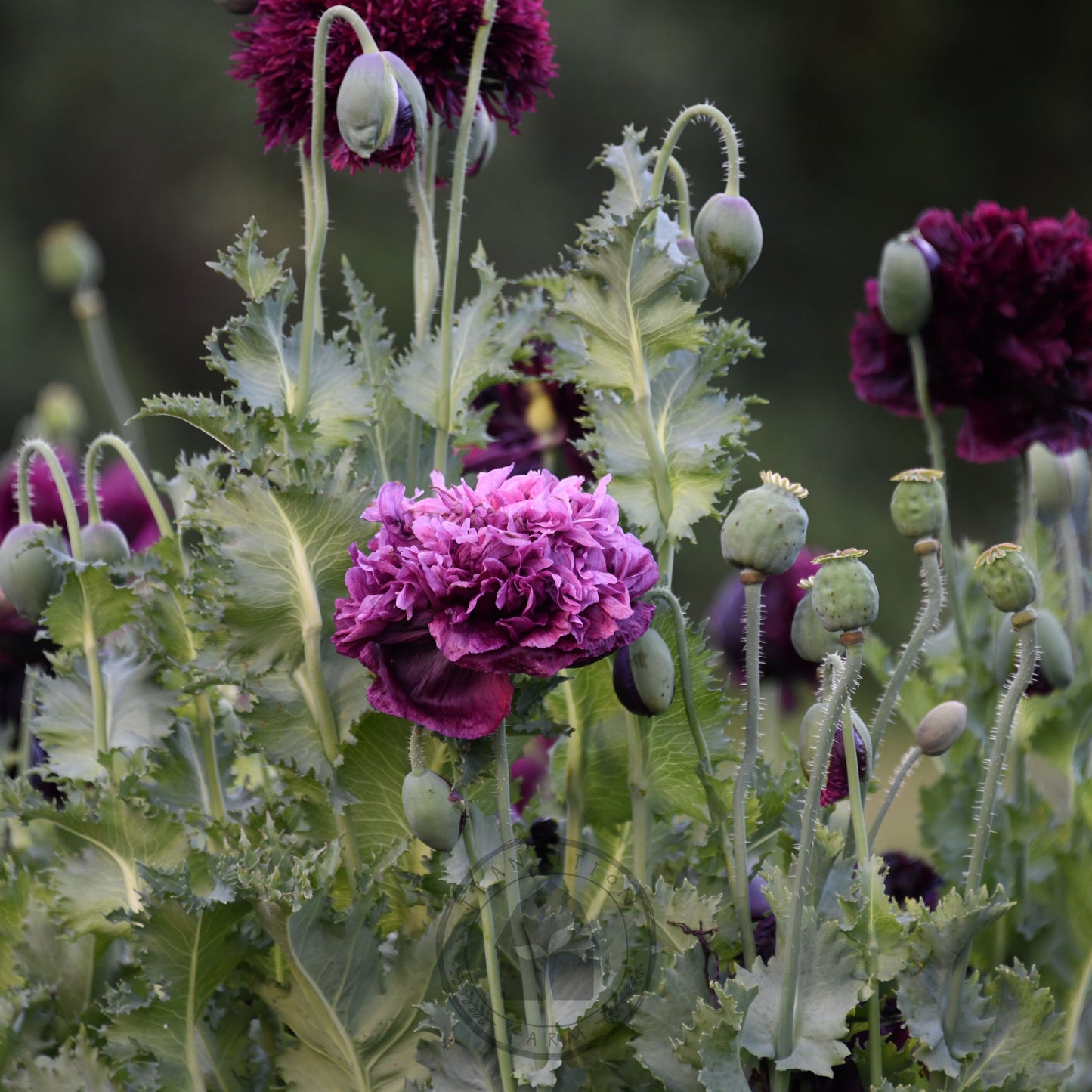 Purple flowers with green leaves against a dark background