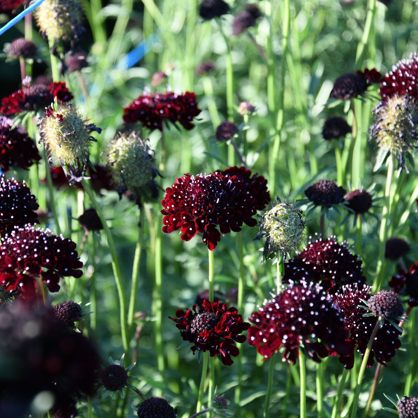 Field of dark purple flowers with green foliage in the background