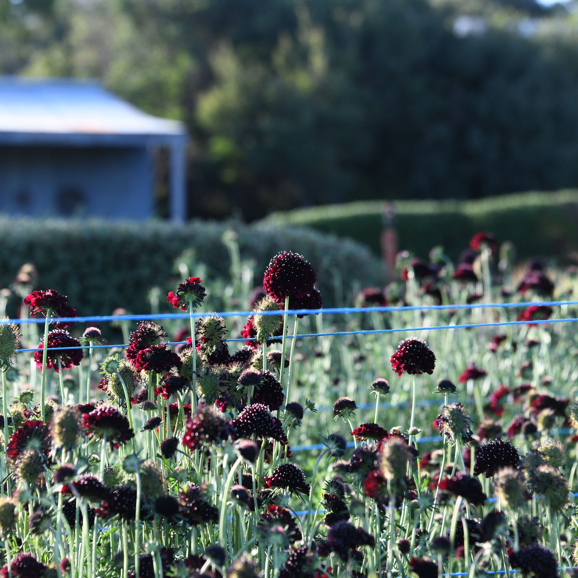 Field of red and green flowers with a blurred background