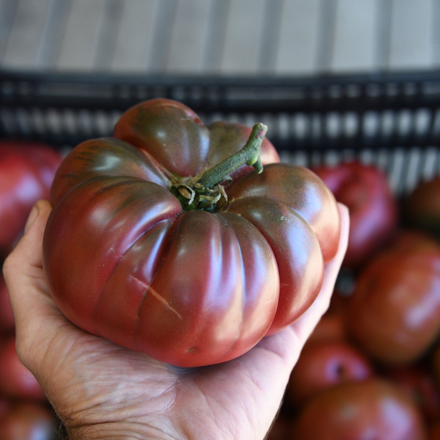 Hand holding a large black tomato with more tomatoes in the background
