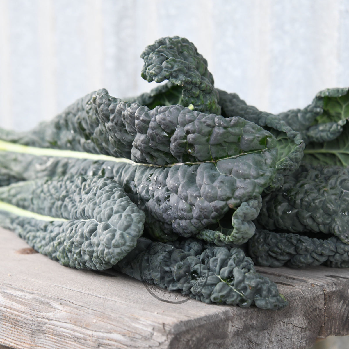 Kale 'Black Magic'