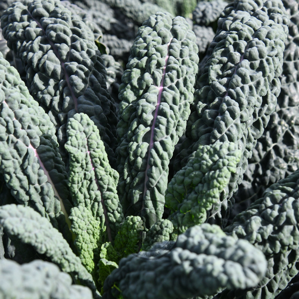 Kale 'Black Magic'