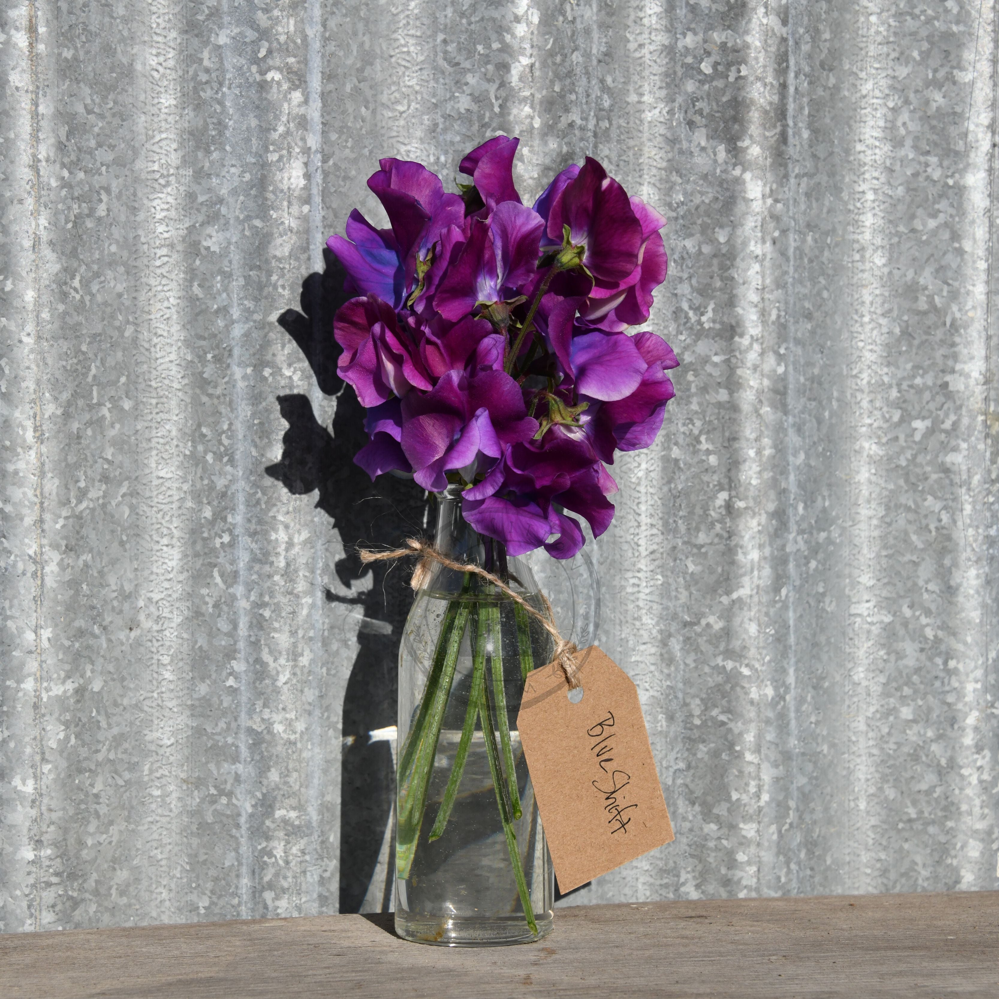 Sweet Pea 'Blue Shift' – Transition Farm