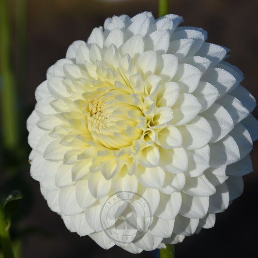 Dahlia 'Boundary Snowflake'
